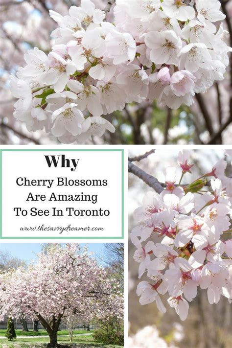 Why Cherry Blossoms Are Amazing To See In Toronto Cherry Blossom