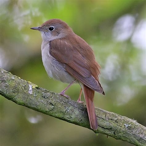 Common Nightingale By Russell Hayes Birdguides