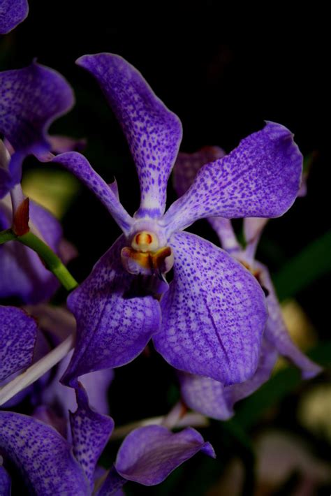Seht selbst.weltreisevlog 029hier könnt ihr uns spenden zukommen. Orchidee im Botanischen-Garten von Kandy Foto & Bild ...