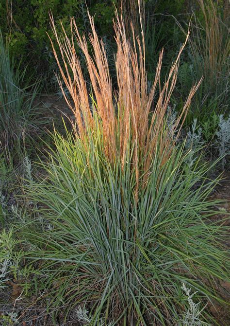 Little Bluestem Native American Seed