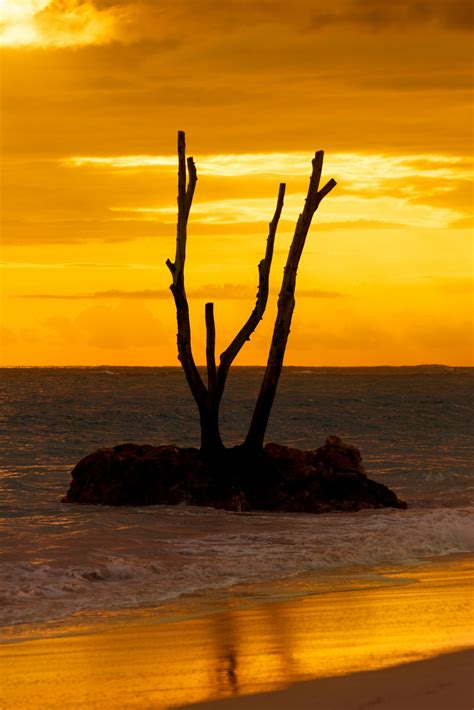 Dead Tree Silhouette At Sunset Free Stock Photo Public