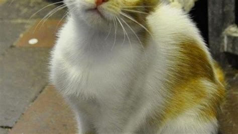 Incredible Kitten Survives 3000 Mile Flight From Cairo To Start New Life In Uk Mirror Online