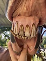 Taking Care of Horses' Teeth- How are their teeth so different? | Ranvet