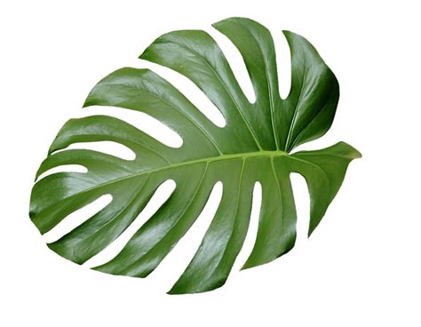 Aesthetic Leaves Png Hd Isolated Png Mart