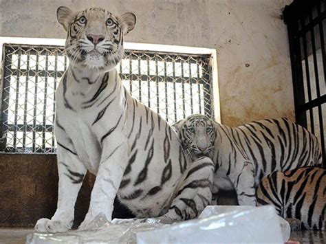 White Tigers Of Odisha Are Fighting Heat Wave Smartly Photo Gallery