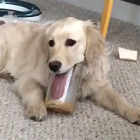 Dog Licks Peanut Butter From Jar My Dog Is Weird Af 😂👅 By Ladbible