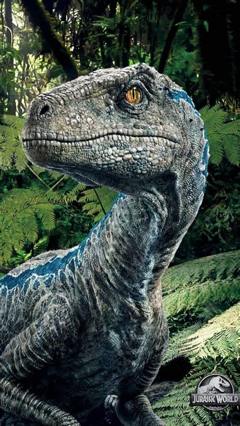 Velociraptor Jurassic Park Iphone Wallpaper Velociraptor Orraptor Is A
