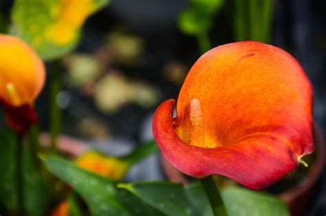 Premium Photo Calla Lily Zantedeschia Aethiopica