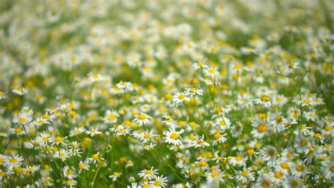 Chamomile Field Chamomile Field Plant Stock Footage Video 100