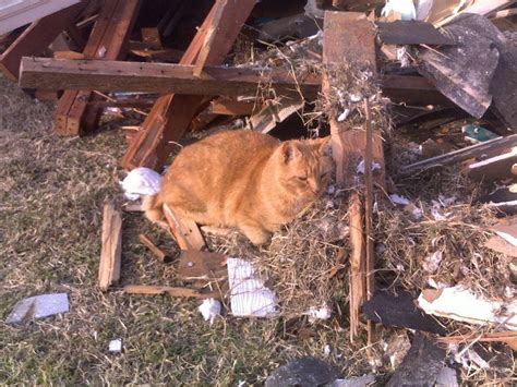 The Owl House Removing Cats Who Is Really Doing It Joplin Mo