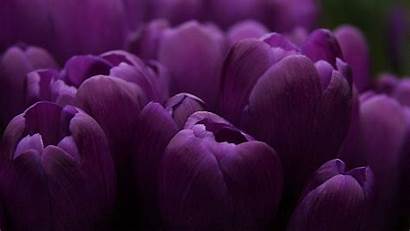 Purple Computer Wallpapers Tulips