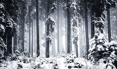 Dreamy Pixel Winter Forest On A Gloomy Day Dreamy Pixel