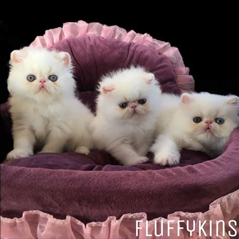 Fluffykins White Persian Triplets Whitecats Whitepersians Coppereyes