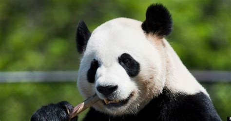Zoo De Toronto Premières Images Des Grands Pandas VidÉo