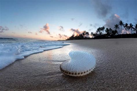 Paper Nautilus Palms Canvas Art By Sean Davey Icanvas