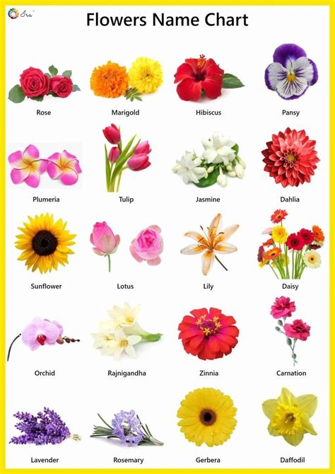 √ Flowers Names And Images