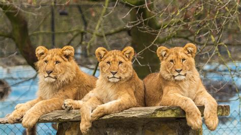 Resting Lions In Zoo Hd Lion Wallpapers Hd Wallpapers Id 58638