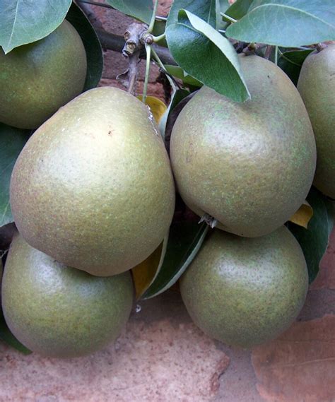 Doyenne Du Comice Pear Trees For Sale Buy Organic Comice Pear Trees