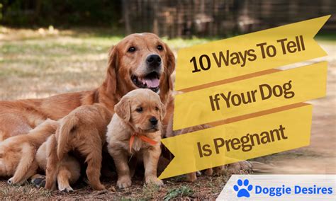 10 Ways To Tell If Your Dog Is Pregnant