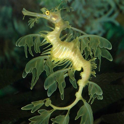 Leafy Sea Dragons Are Shaped To Give Themselves Near Perfect Camouflage