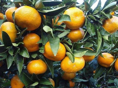 Mandarin Orange Citrus Reticulata Zitrus Früchte Baum Samen Etsy