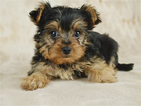How To Take Care Of A Teacup Yorkie Puppy