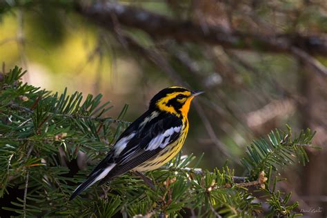 Blackburnian Warbler Spring Warbler Migration Eastern Uppe Flickr