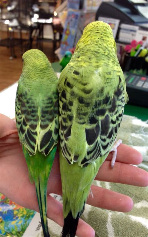 Big Size Difference Between English Budgies And American Budgies