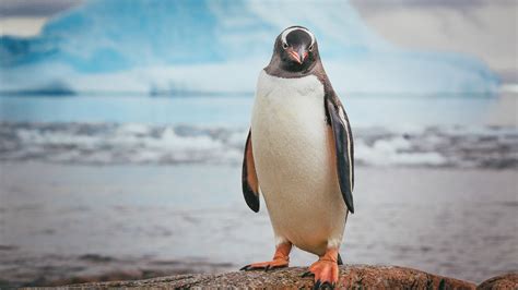 Gentoo Penguin Poses On Rock Neko Harbour Antarctica Windows