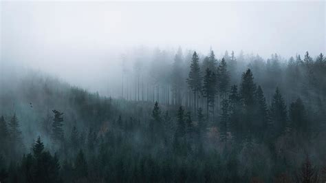 Mist Sunrise Forest Hd Wallpaper Pxfuel
