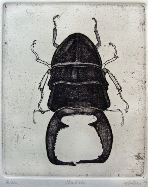 Beetle Etching By Printman On Etsy Insect Art