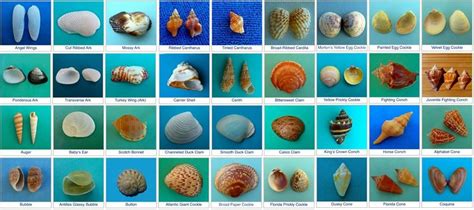 Seashell Identification For Sanibel Island And Captiva