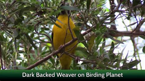 Dark Backed Weaver Aka Forest Weaver On Birding Planet Youtube