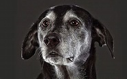 Beautiful Old Dogs: Touching Portraits of Our Senior Best Friends ...