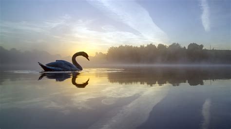 Swan Lake Wallpapers Top Free Swan Lake Backgrounds Wallpaperaccess