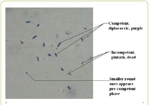 A Stationary Phase Viridans Group Streptococci Diluted 10000 Fold