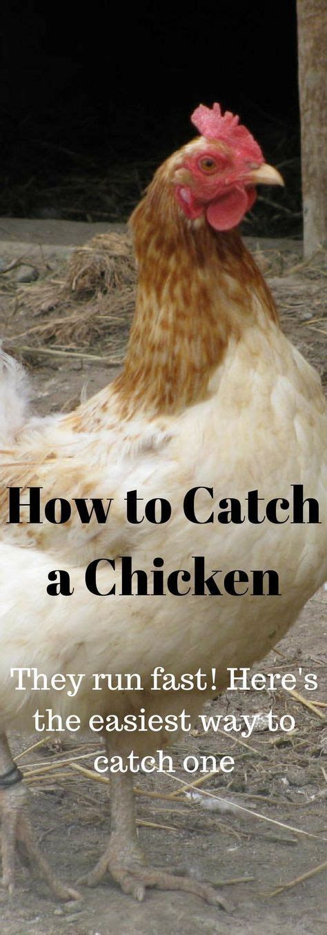 A Chicken With The Words How To Catch A Chicken They Run Fast Here S The Easyest Way To Catch One