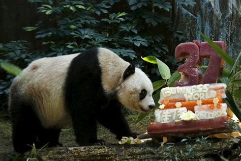 Worlds Oldest Panda In Captivity Jia Jia Dies Aged 38 Abc News