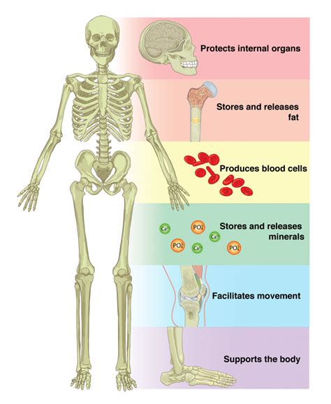 The human body is made up of a complex structure of systems that all work together. 6.1 The Functions of the Skeletal System - Anatomy ...