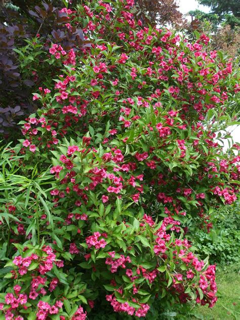 Maybe you would like to learn more about one of these? Biggi's erster Test-Blog: Blumen - Garten - Parade Aufgabe 8
