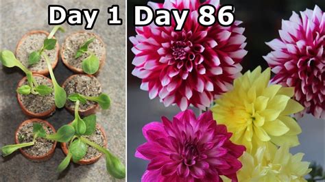 How To Plant Grow And Care For Dahlias The Complete Guide Youtube