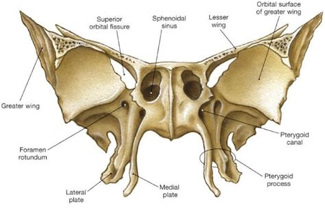 Sphenoid Bone Anatomy Bones Anatomy Skull Anatomy