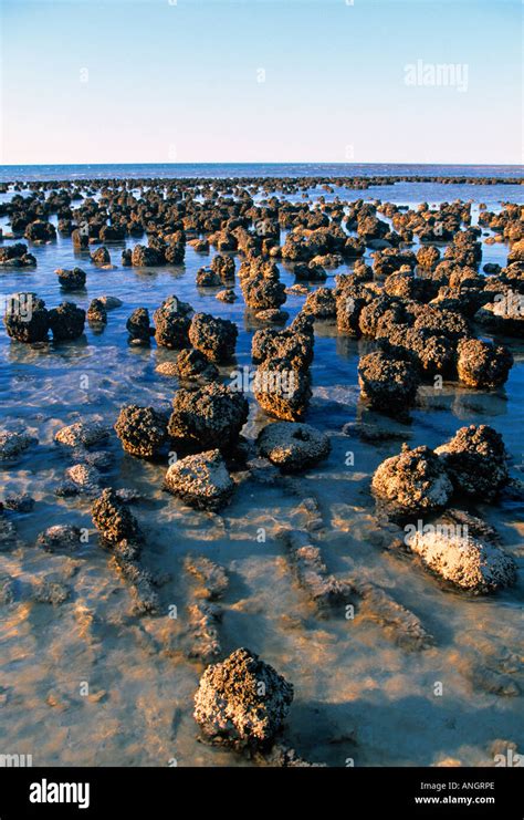 Stromatolites Shark Bay Western Australia Australia Stock Photo Alamy