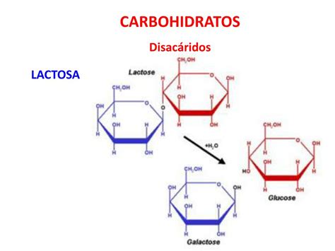 Ppt Carbohidratos Reacciones De Los Monosacáridos Powerpoint