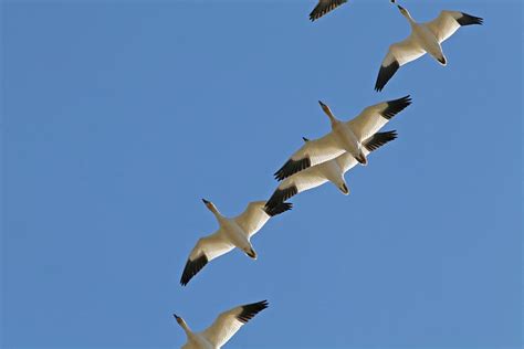 Snow Geese Flying South For The Winter Photograph By Peggy