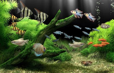 Fish Tanks Dream Aquarium The Worlds Most Amazing Virtual Aquarium