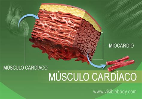 Tipos De Músculos Aprenda Sobre Anatomía Muscular