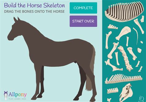 Build The Horse Skeleton Allpony