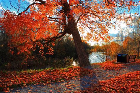 Autumn Park River Wallpaper 1350x900