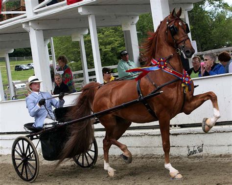 Saddlebred Show Blowing Rock Charity Horse Show